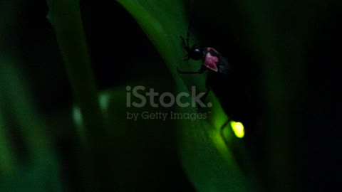 The glimmer of a firefly