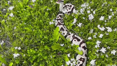 Cookies N’ Creme in the flowers