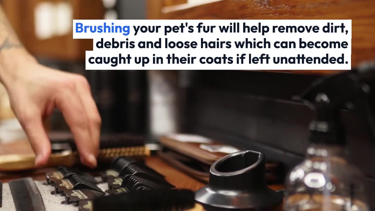 Mobile pet grooming for cats with matted fur