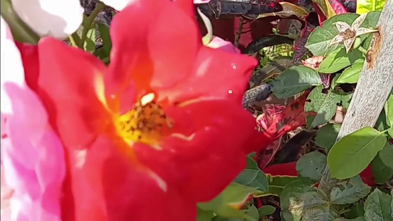 Garden Rose Picking