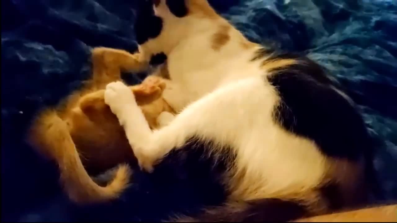 the kitten and his friend play together Expensive, clean and cute kitten playing with its mother