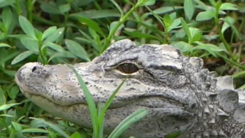 Vicious little crocodile