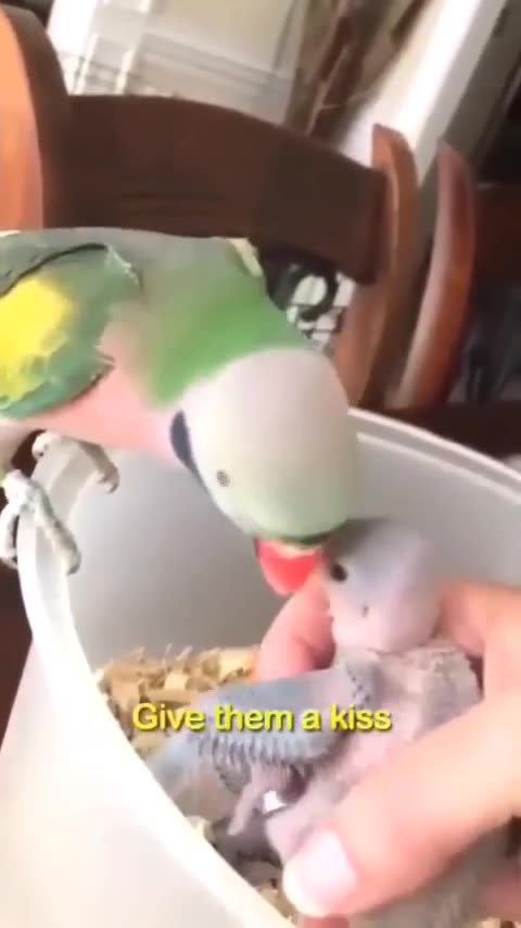 "The Unbreakable Bond: A Loving Tale of a Cute Parrot 🦜 🦜 and her Devoted Mom 💕💕💕"