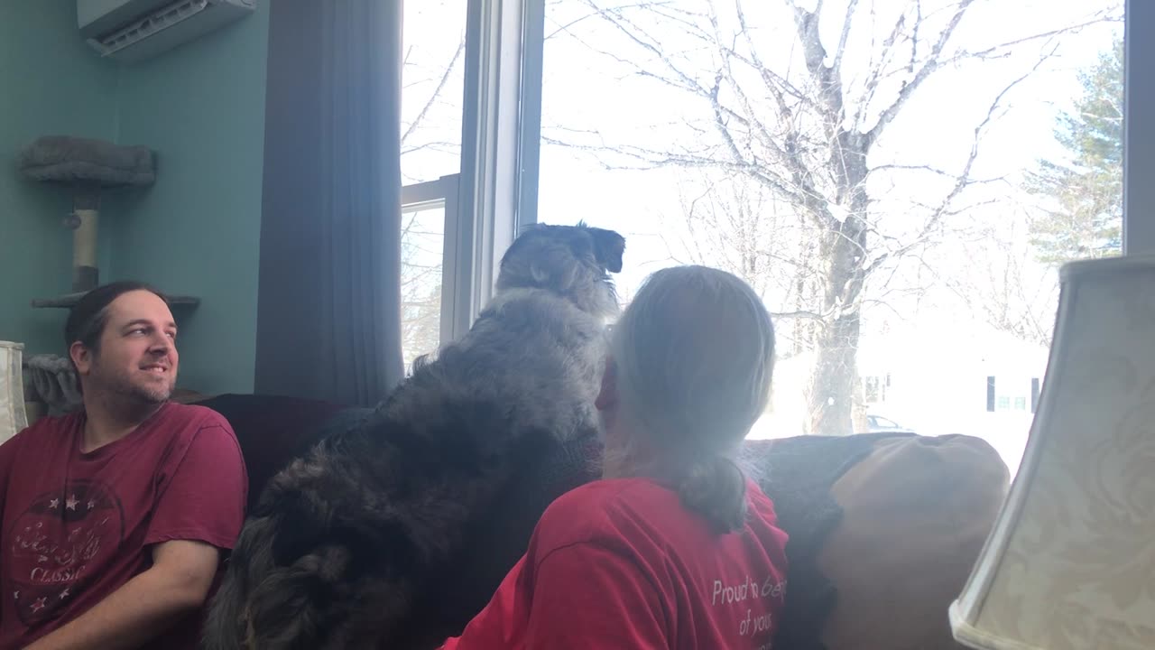 Misty Growls At People Through the Window. Lol