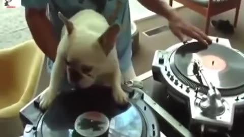 Funny animals pranks funny animals