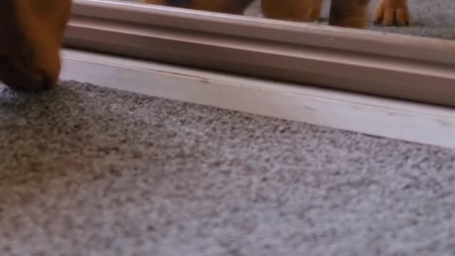 Cute Dog Dancing In Mirror