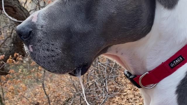 Single Leaf Dangles in Dog's Slobber