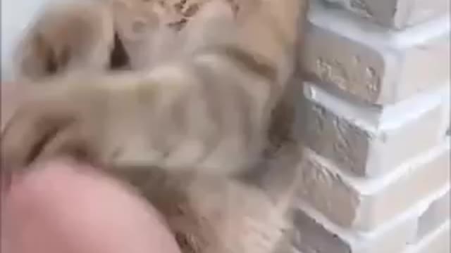 😂😂 cate fight funny video