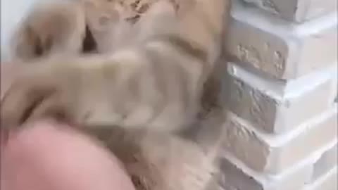 😂😂 cate fight funny video