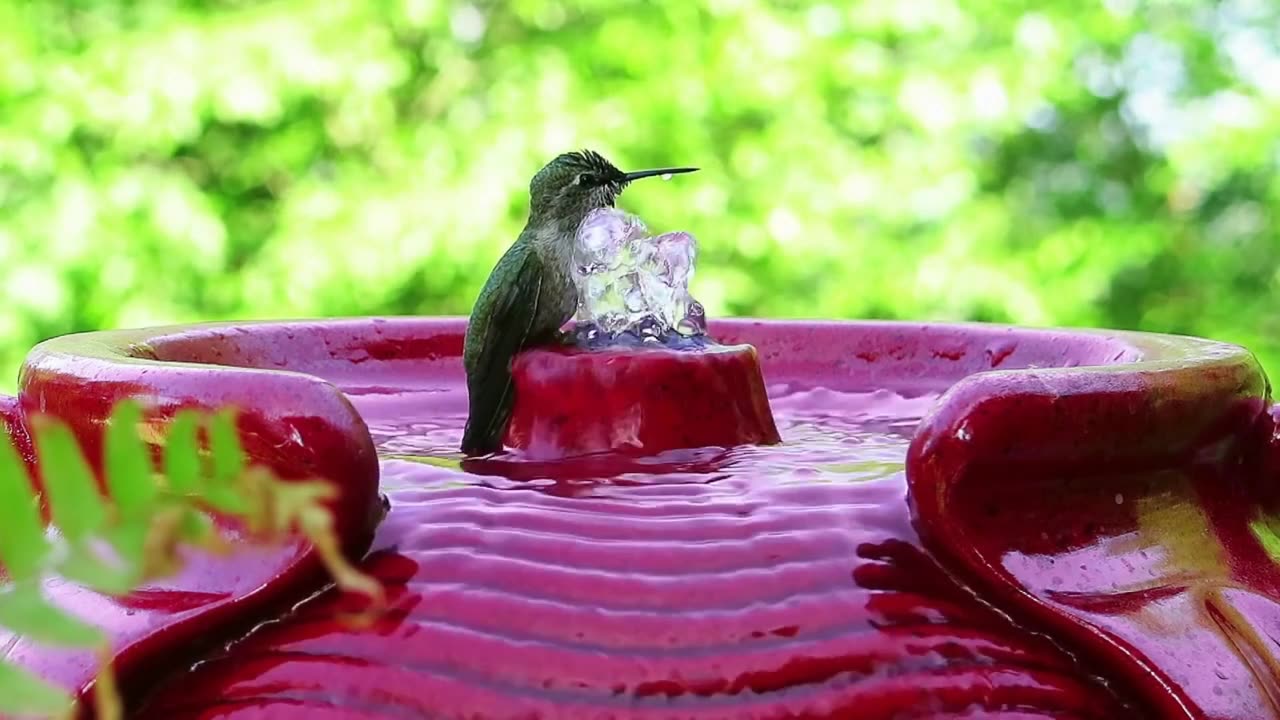 EL BESO DE LA FLOR DE BEIJAR EN NUESTRAS VIDAS