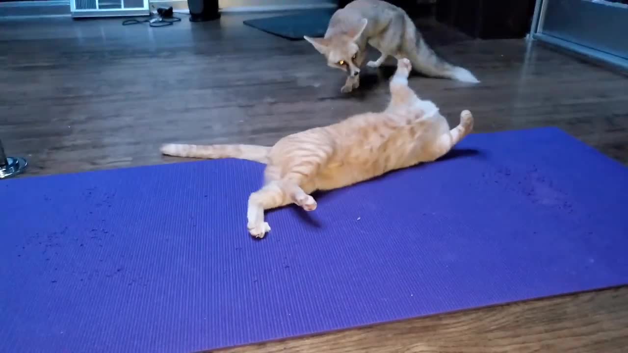 Cat and fox do yoga together...sort of