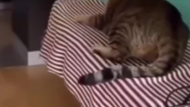 Funny animal cat and dogs video 2022 😝 cats animal #4