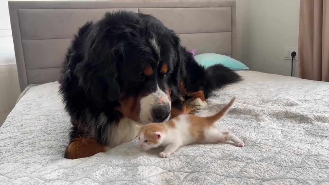 Tiny Kitten Reacts to a Big Dog