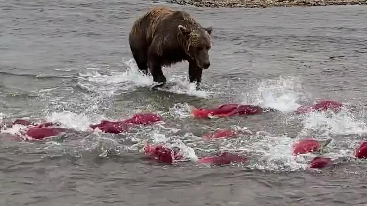 Born to Fish: A Tale of Passion, Adventure, and the Call of the Wild Waters"