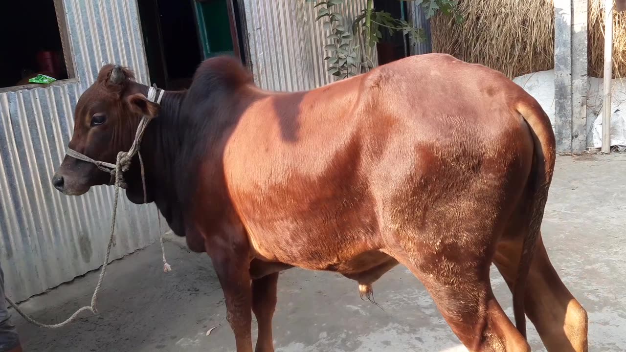 when i saw my cow then i am impress