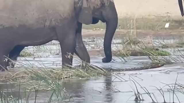 ELEPHANT KILLS CROCODILE
