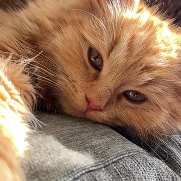 Cute and beautiful Cats.