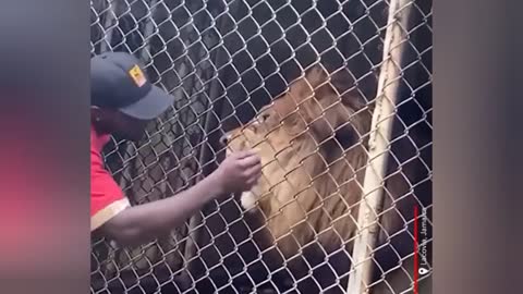 TOP 10 scary wild animals encounters on humans no one saw coming
