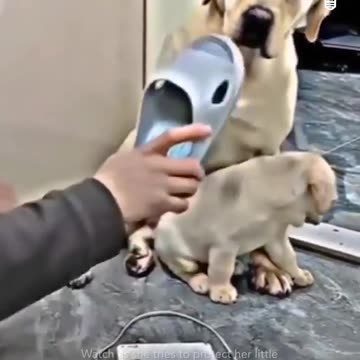 #mathersave#papi#cuteclip