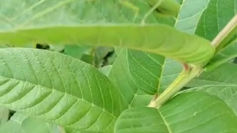 Grasshopper on the Tree