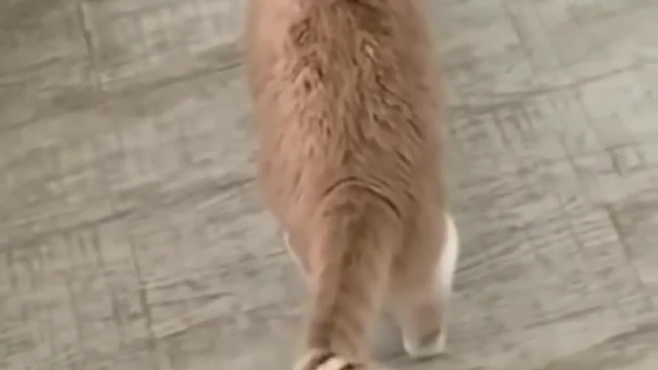 Cute and Funny Animals Video 😂