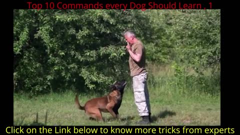 Top 10 Commands every Dog Should Learn , 1