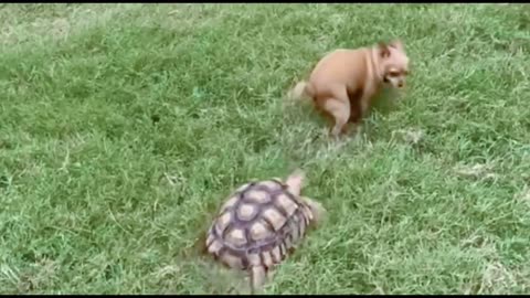 Mister turtle, excuse me, I'm busy with something here.