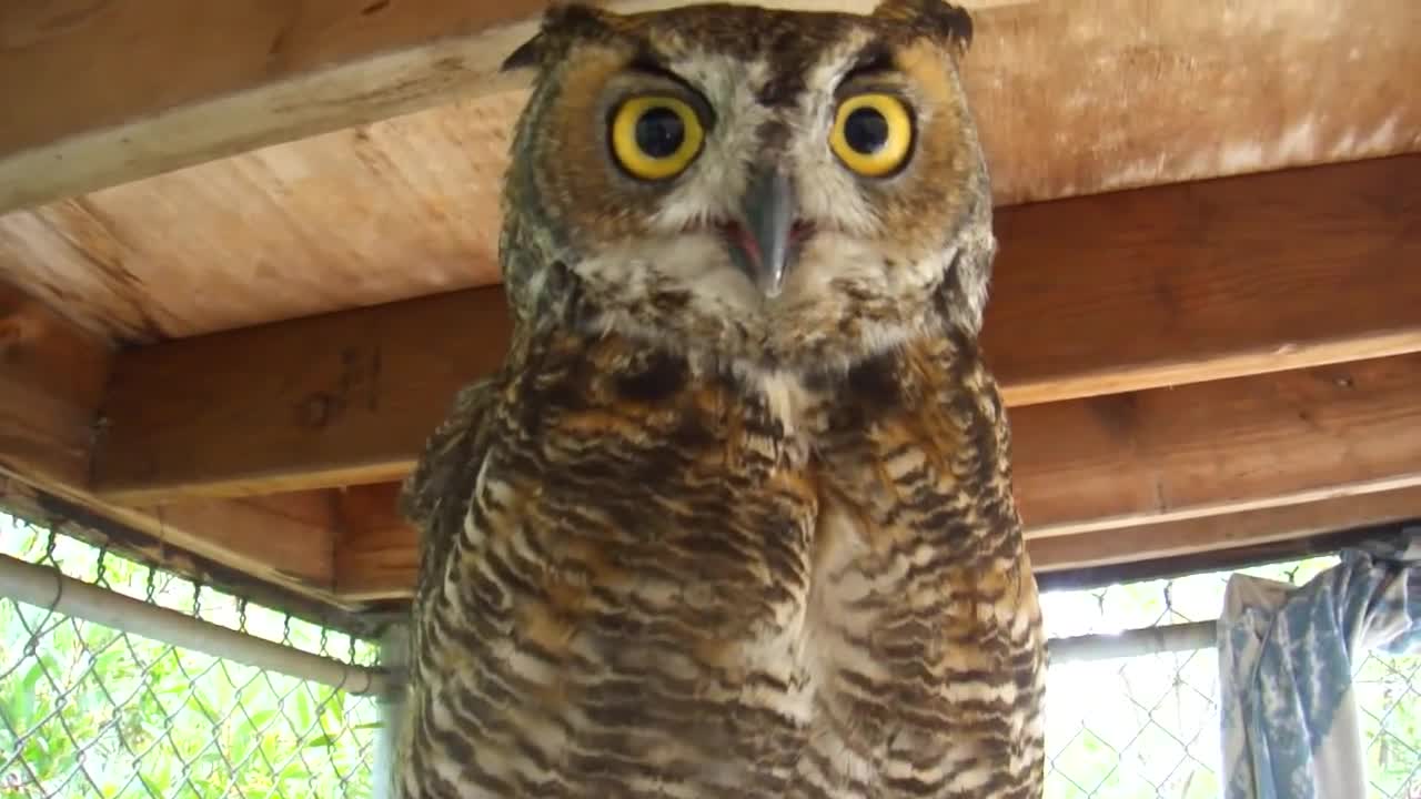 owl bite