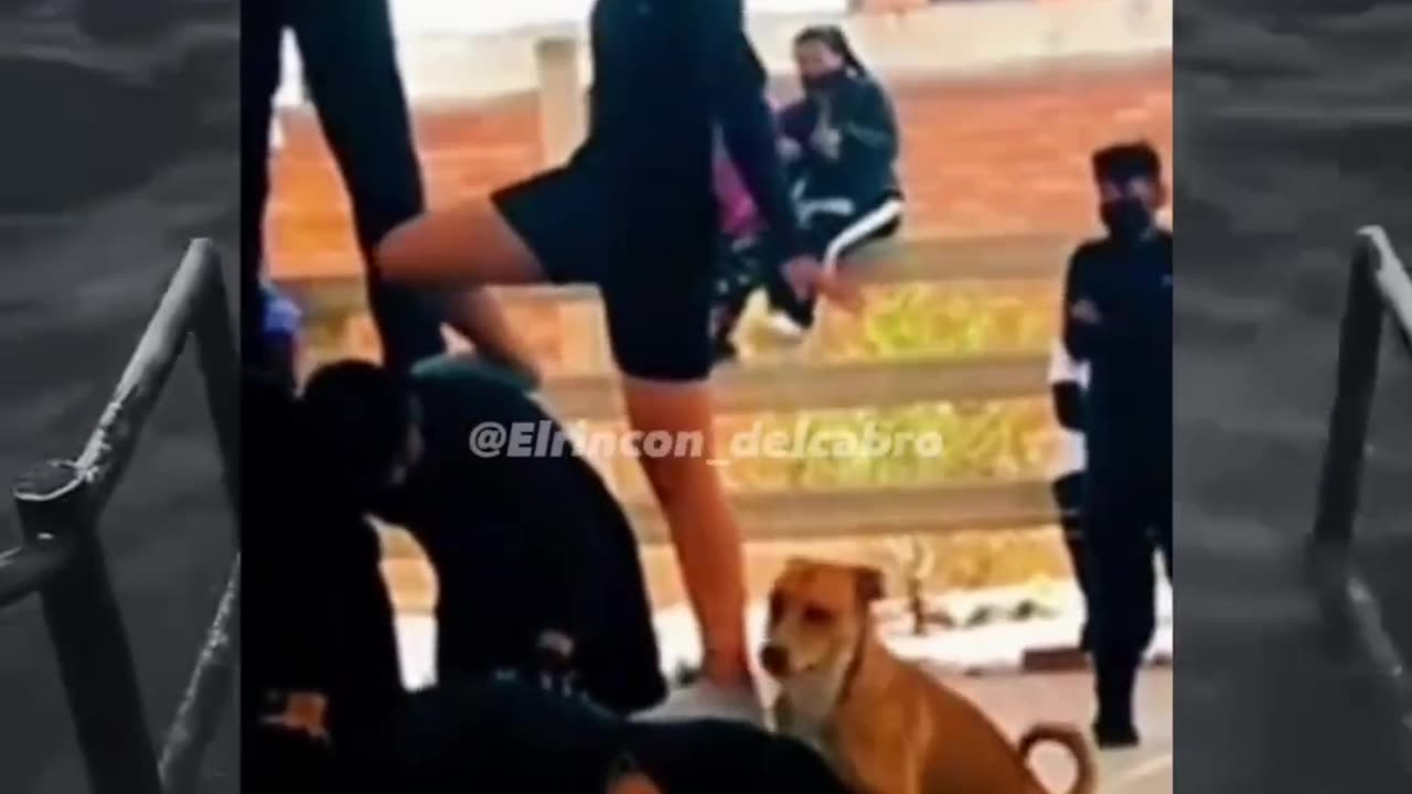 funny animals part 25