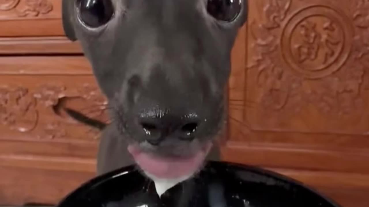 Dogs drinking milk