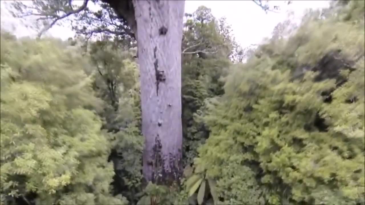DID ANCIENT TREES ONCE EXISTED???