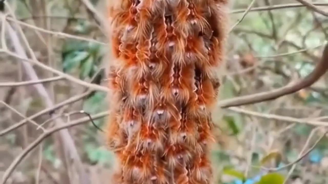 Why These Caterpillars Behave Funny😂