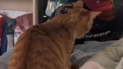 Funny animals