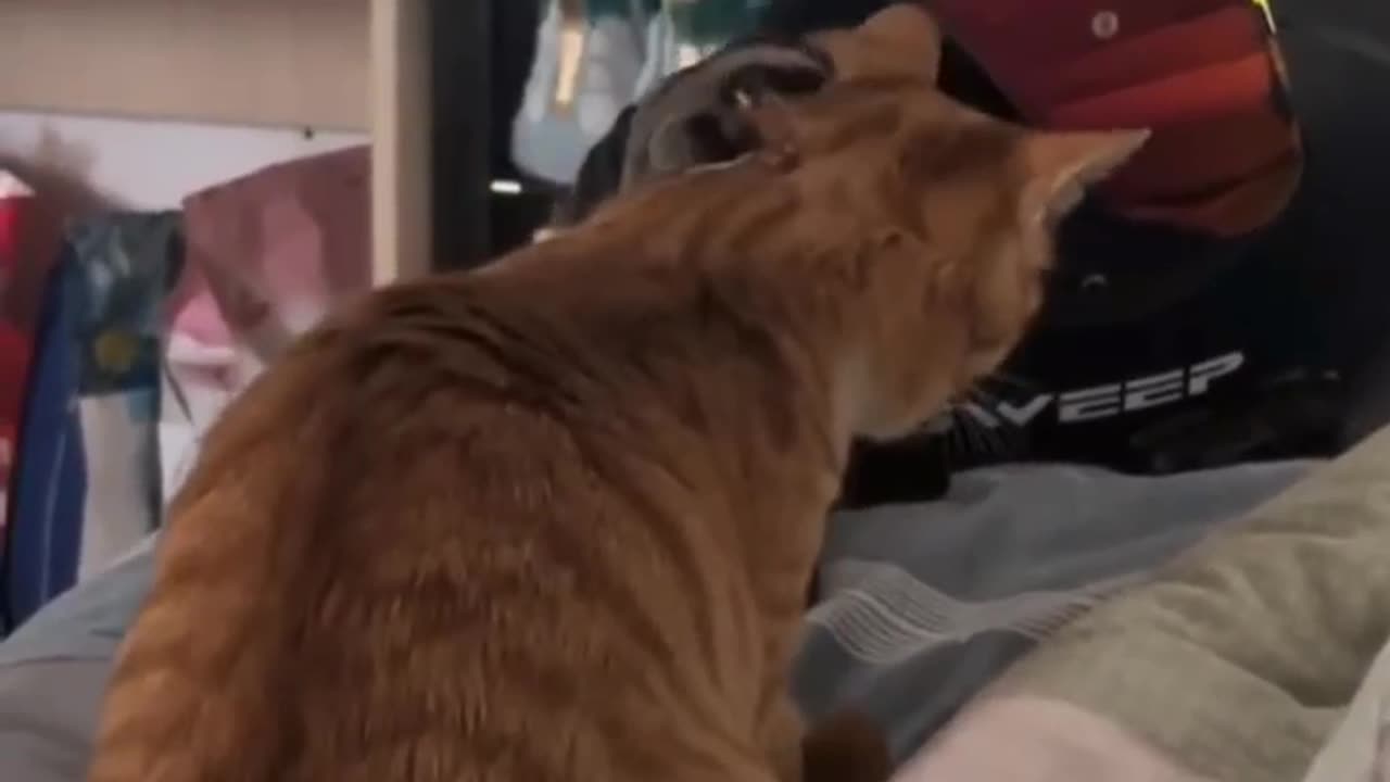 Funny animals