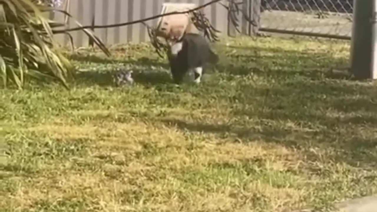 Animal funny videos