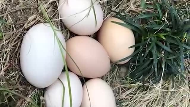 The eggs are on the grass.