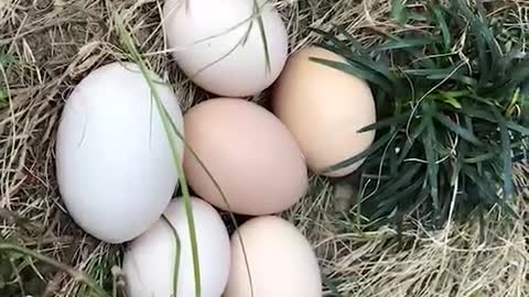 The eggs are on the grass.