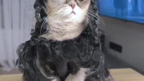 Wednesday cat