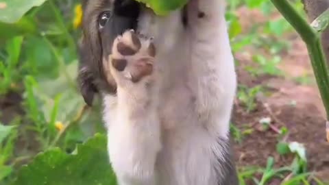 Watch how the dog eats the fruit