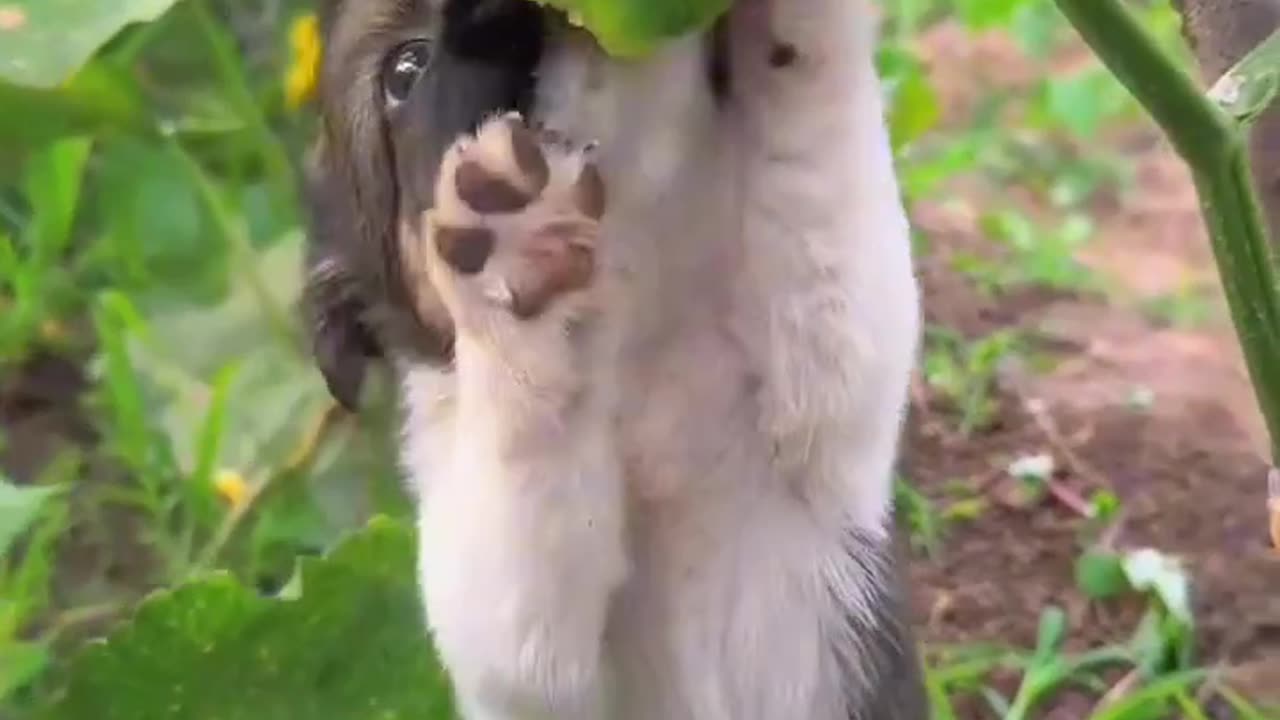 Watch how the dog eats the fruit