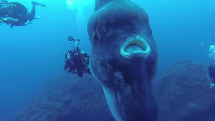 Divers came across this giant Sunfish, off the coast of Ilha de Santa Maria, Portugal