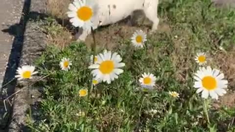 funny dog funny animals 271 просмотр20 июл. 2021 г.