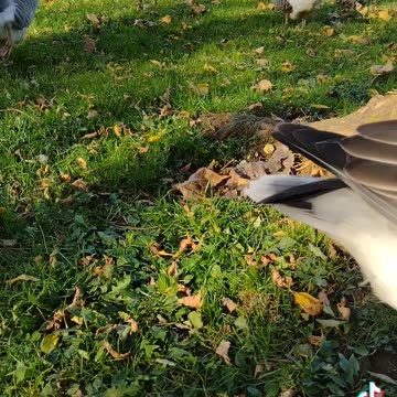 Snacking & Flapping Geese