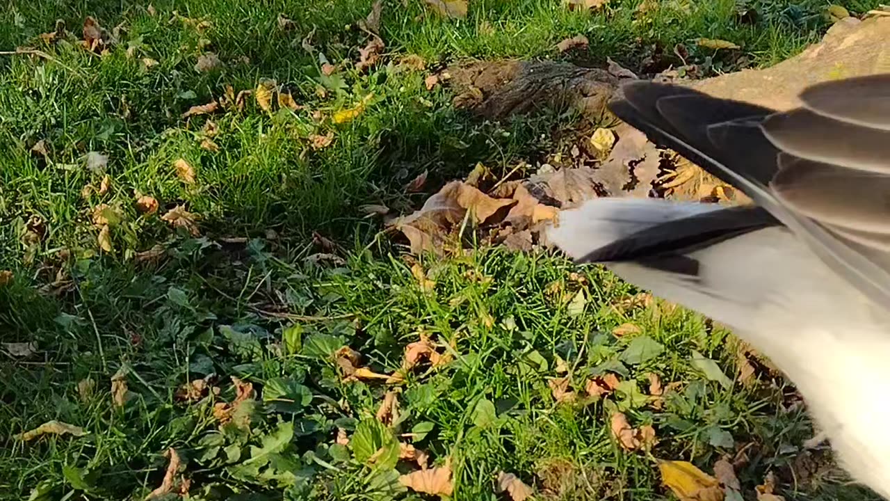 Snacking & Flapping Geese