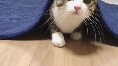 My cat