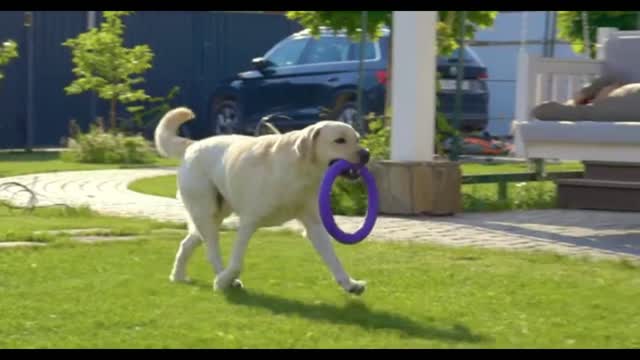 O que você precisa saber antes de ter um cachorro