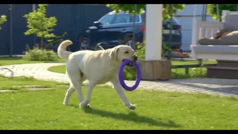 O que você precisa saber antes de ter um cachorro