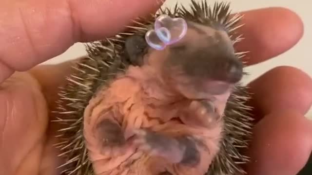 small tiny hedgehog