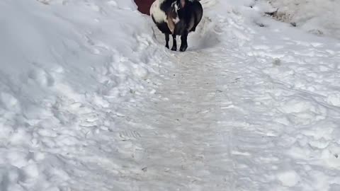 Pregnant Goat Looks Like She's Ready to Pop