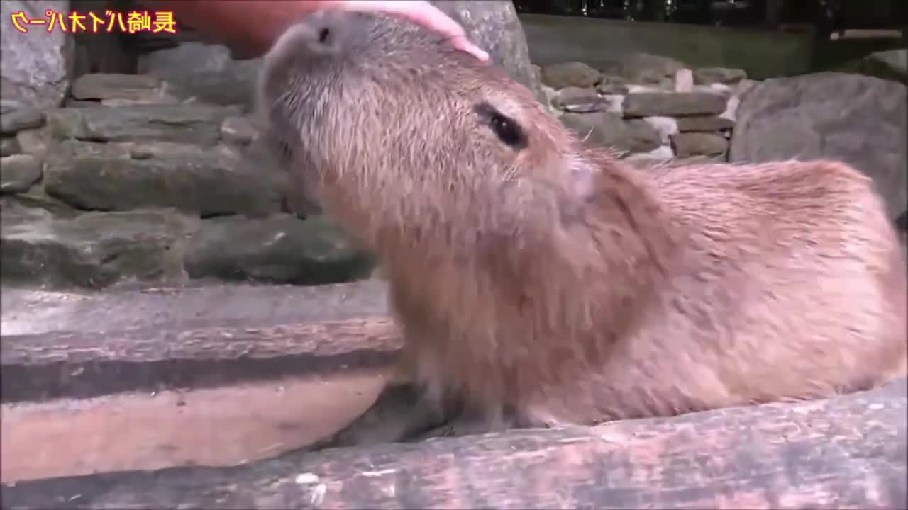 ok i pull up capybara